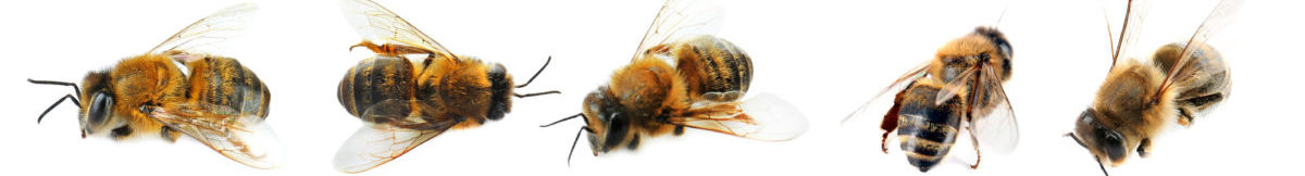 western-md-apiaries-honeybees-line-e1553